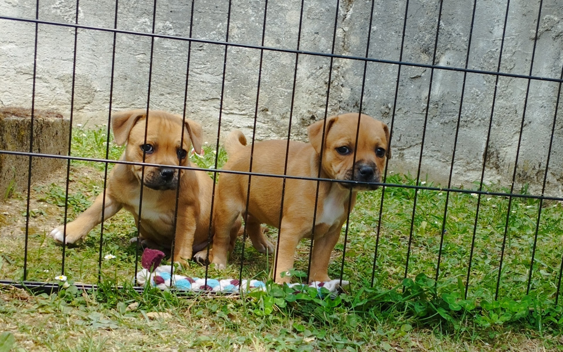 Chiot staffordshire bull terrier 