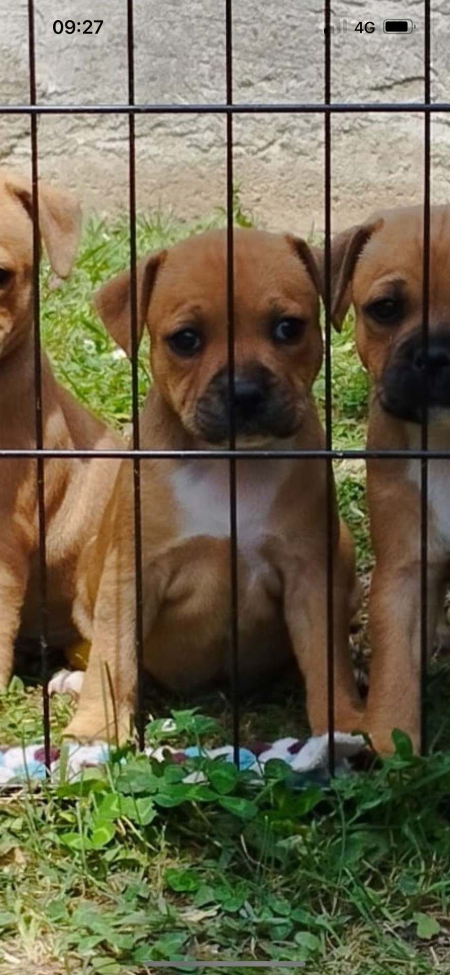 Chiot staffordshire bull terrier 