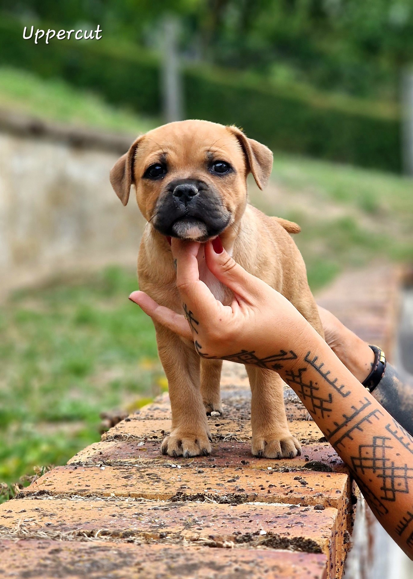 Chiot staffordshire bull terrier 
