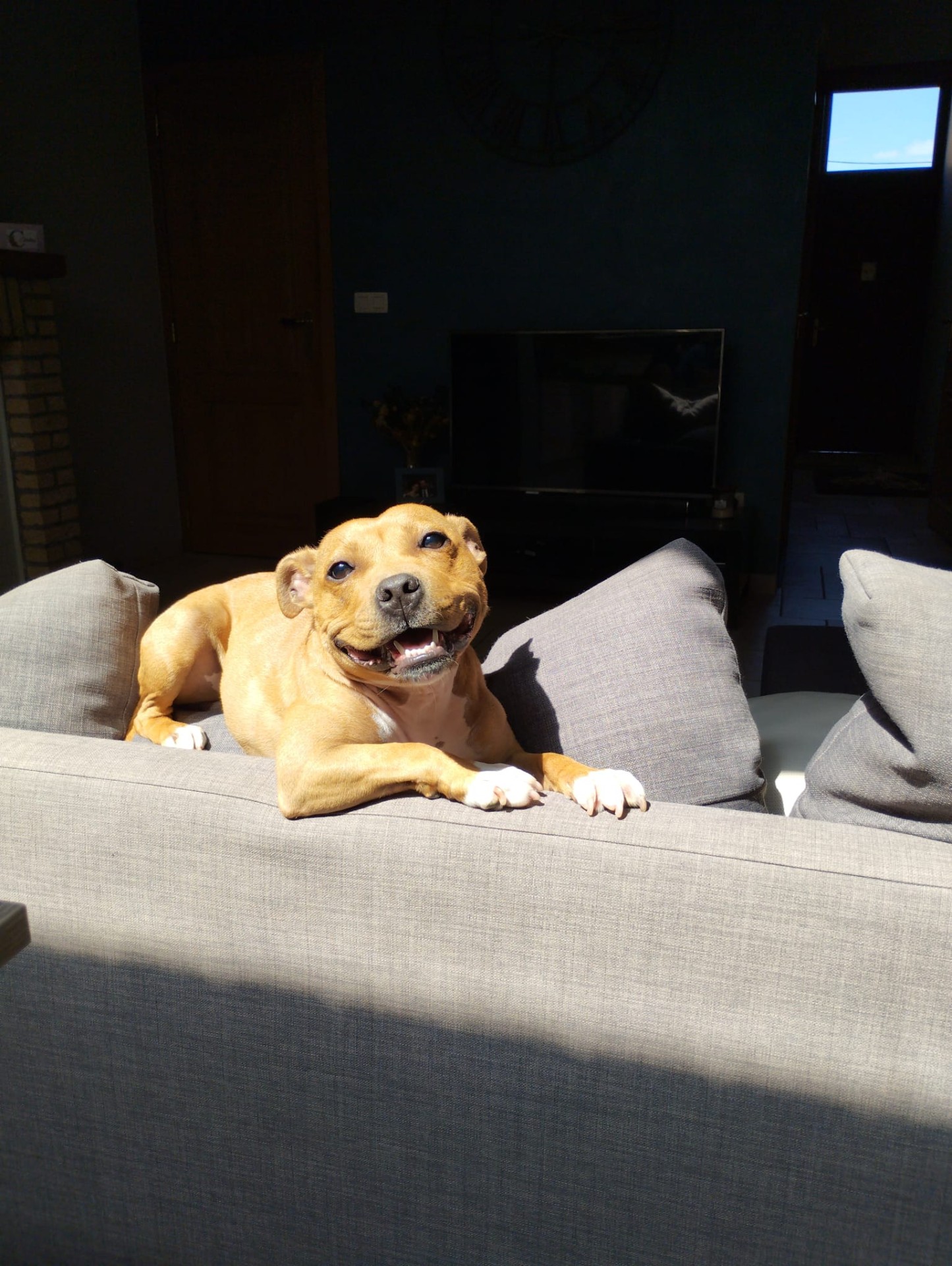 staffy's du grand nord