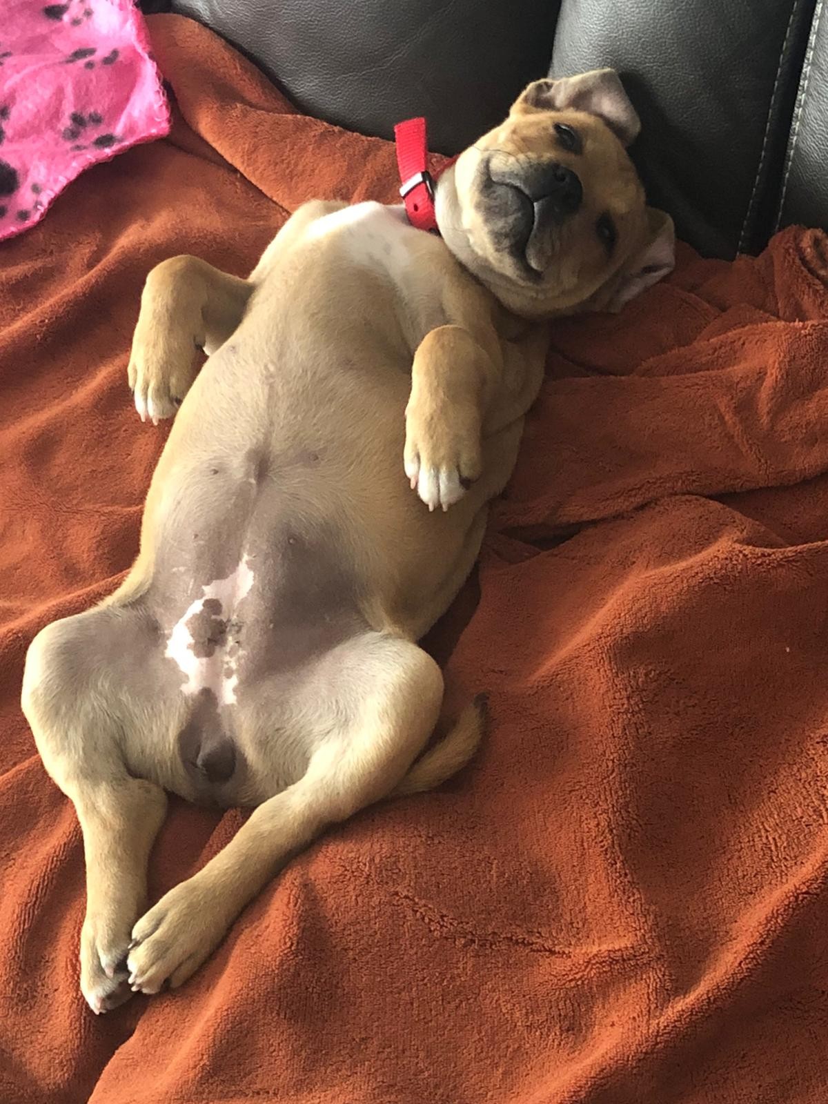 staffy's du grand nord
