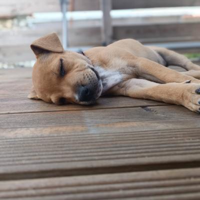 staffy's du grand nord