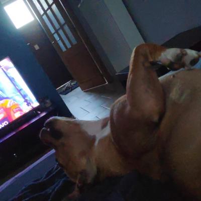 staffy's du grand nord