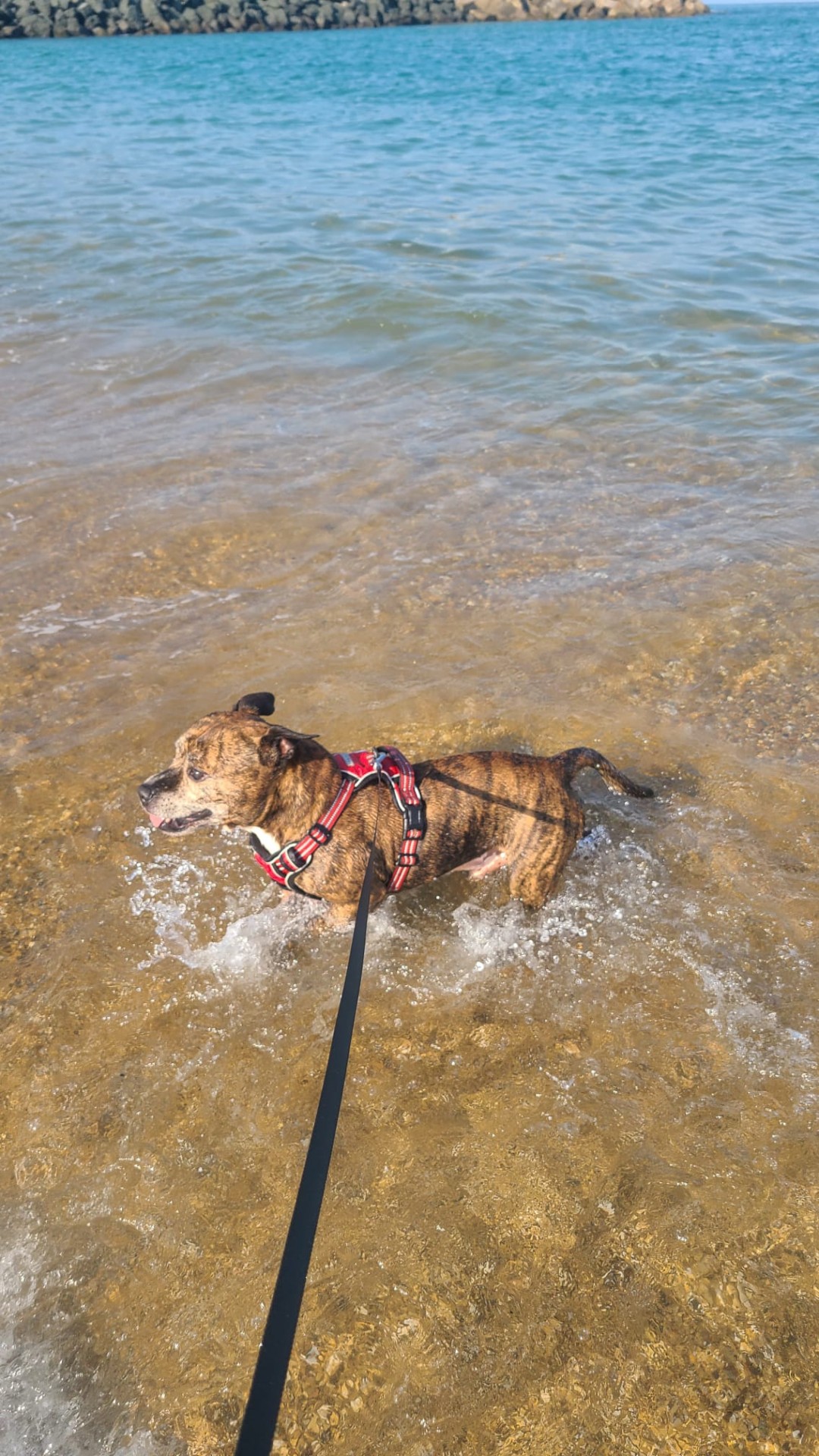 staffy's du grand nord
