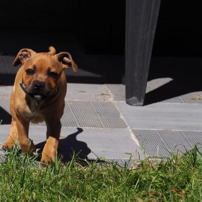 staffy's du grand nord