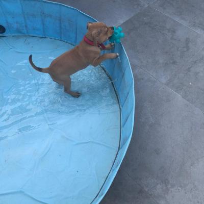 staffy's du grand nord