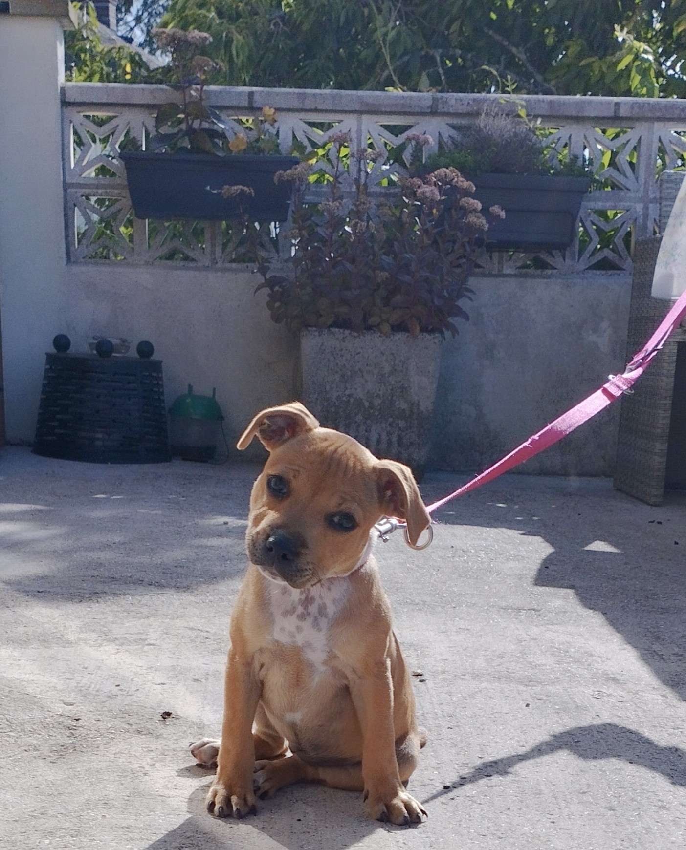 staffy's du grand nord