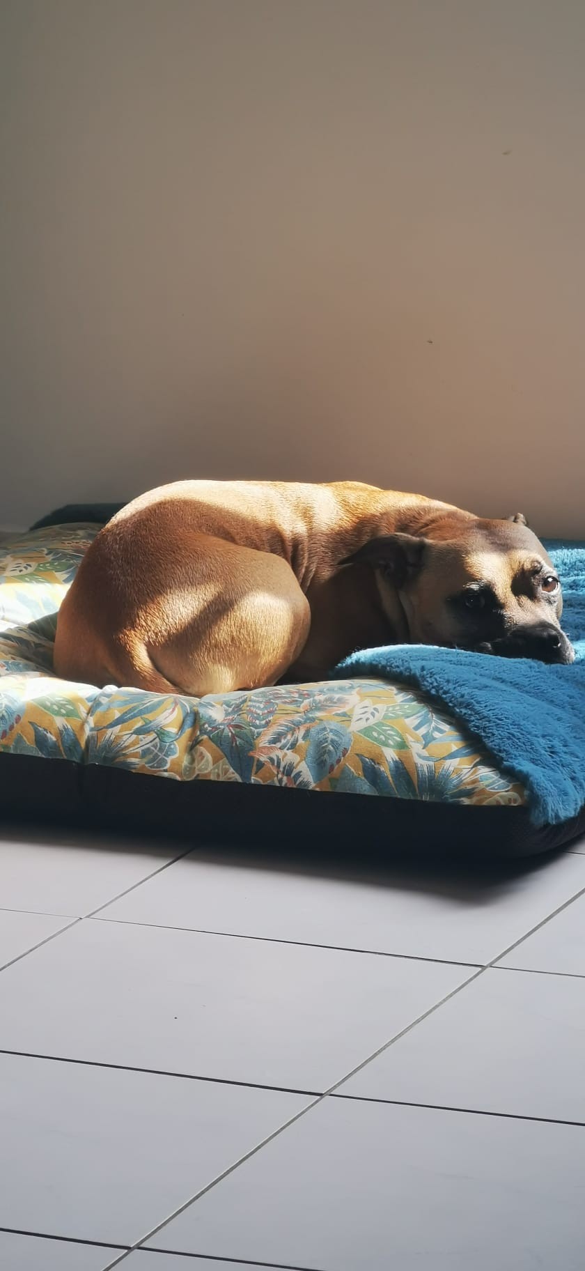 staffy's du grand nord