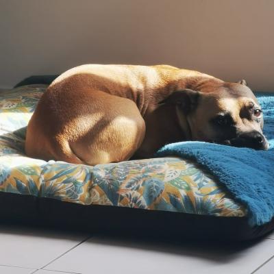 staffy's du grand nord