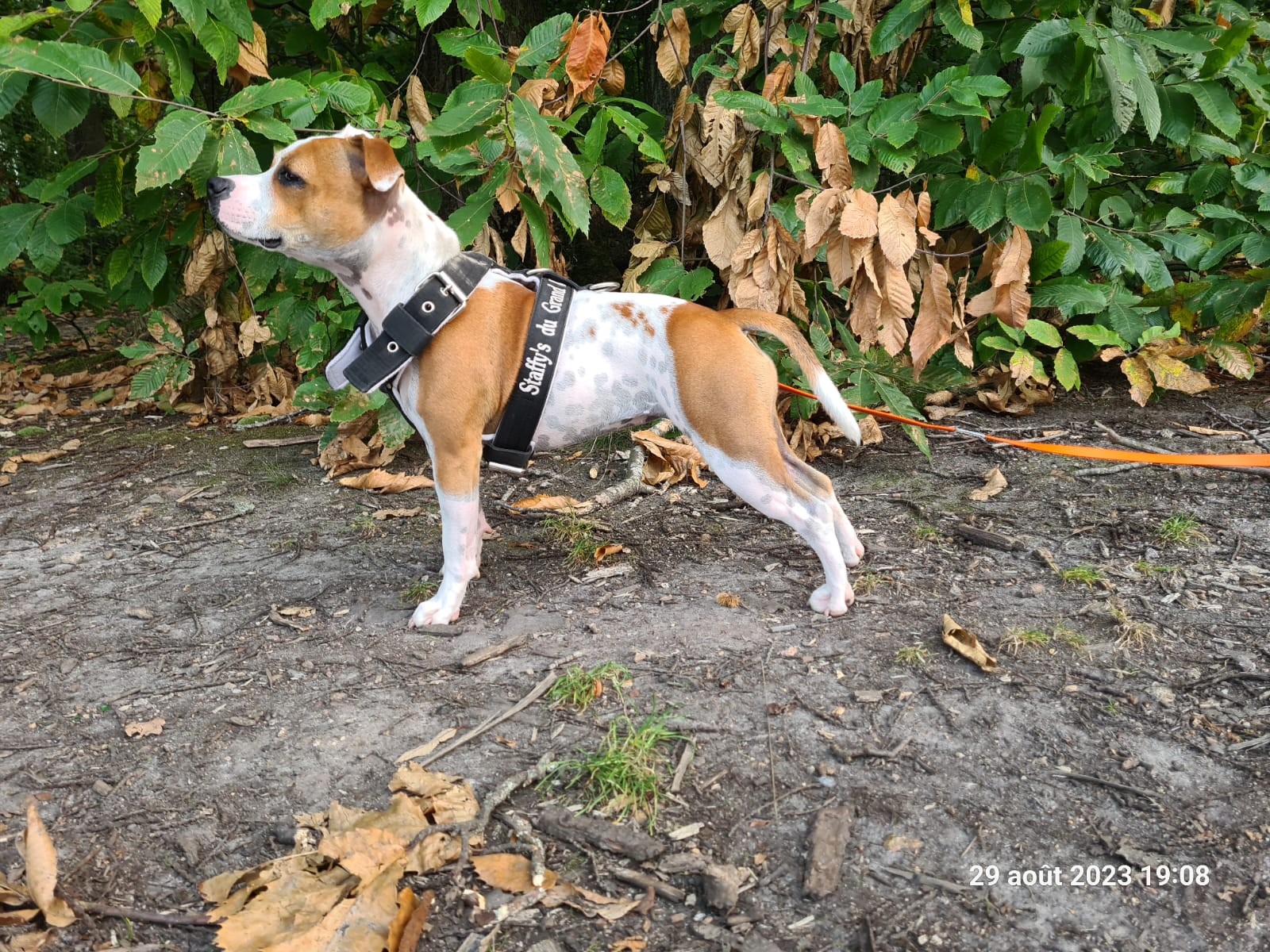 staffy's du grand nord