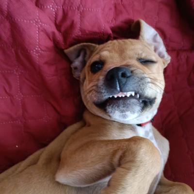 staffy's du grand nord