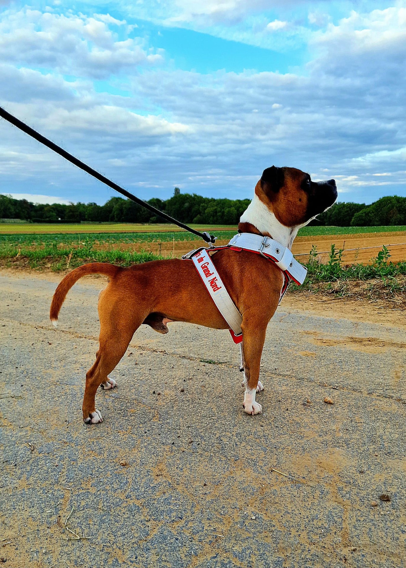 staffy's du grand nord