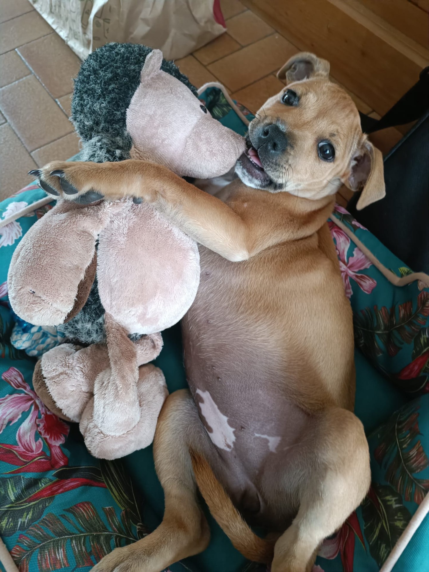 staffy's du grand nord