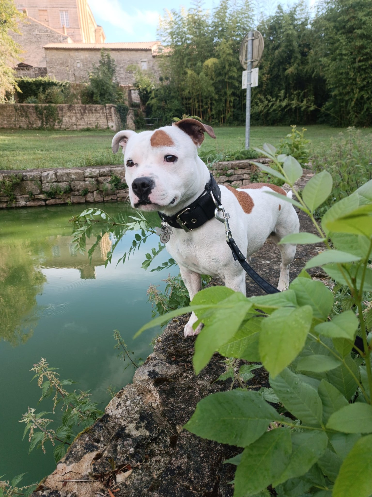 staffy's du grand nord