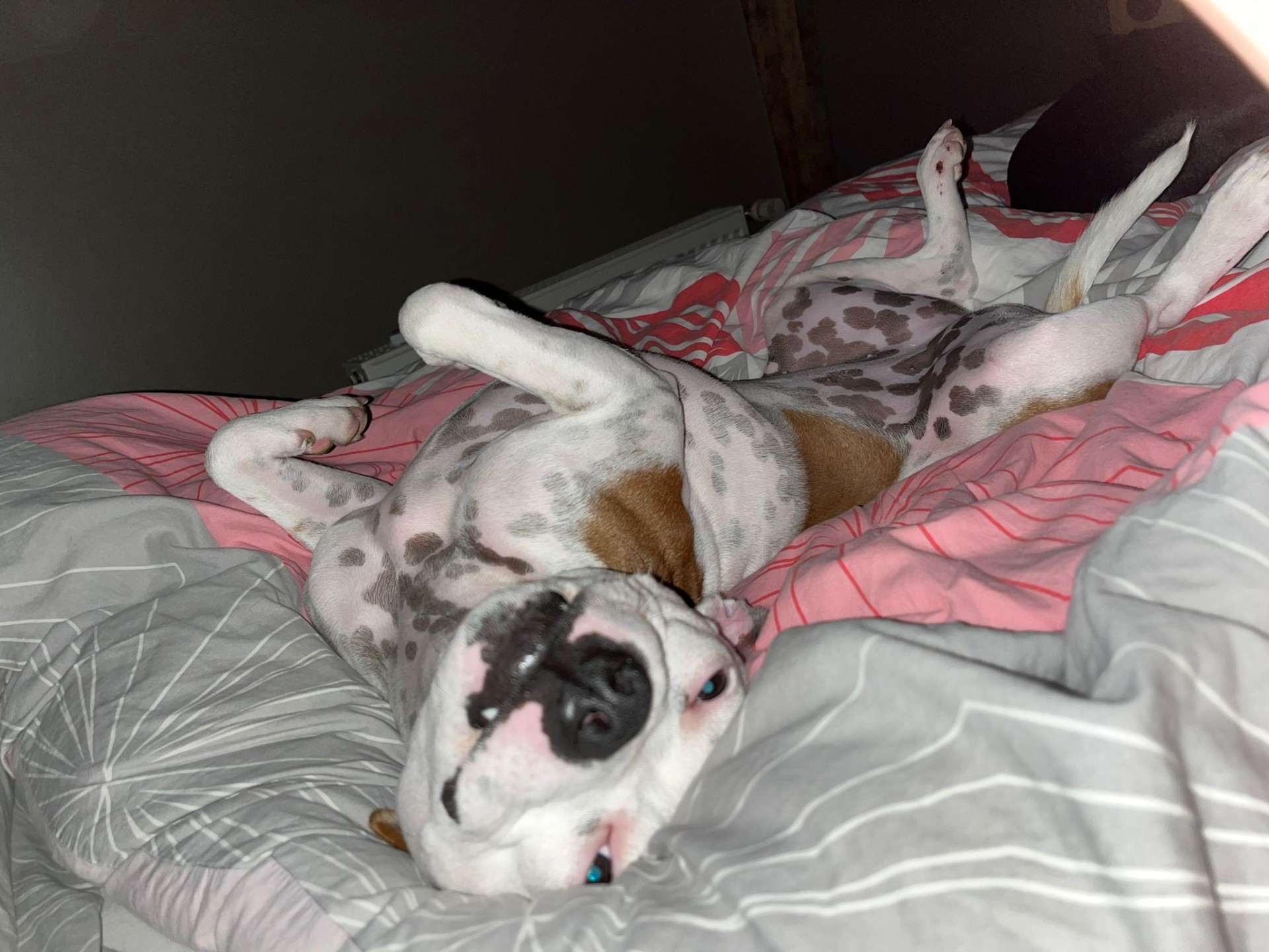 staffy's du grand nord