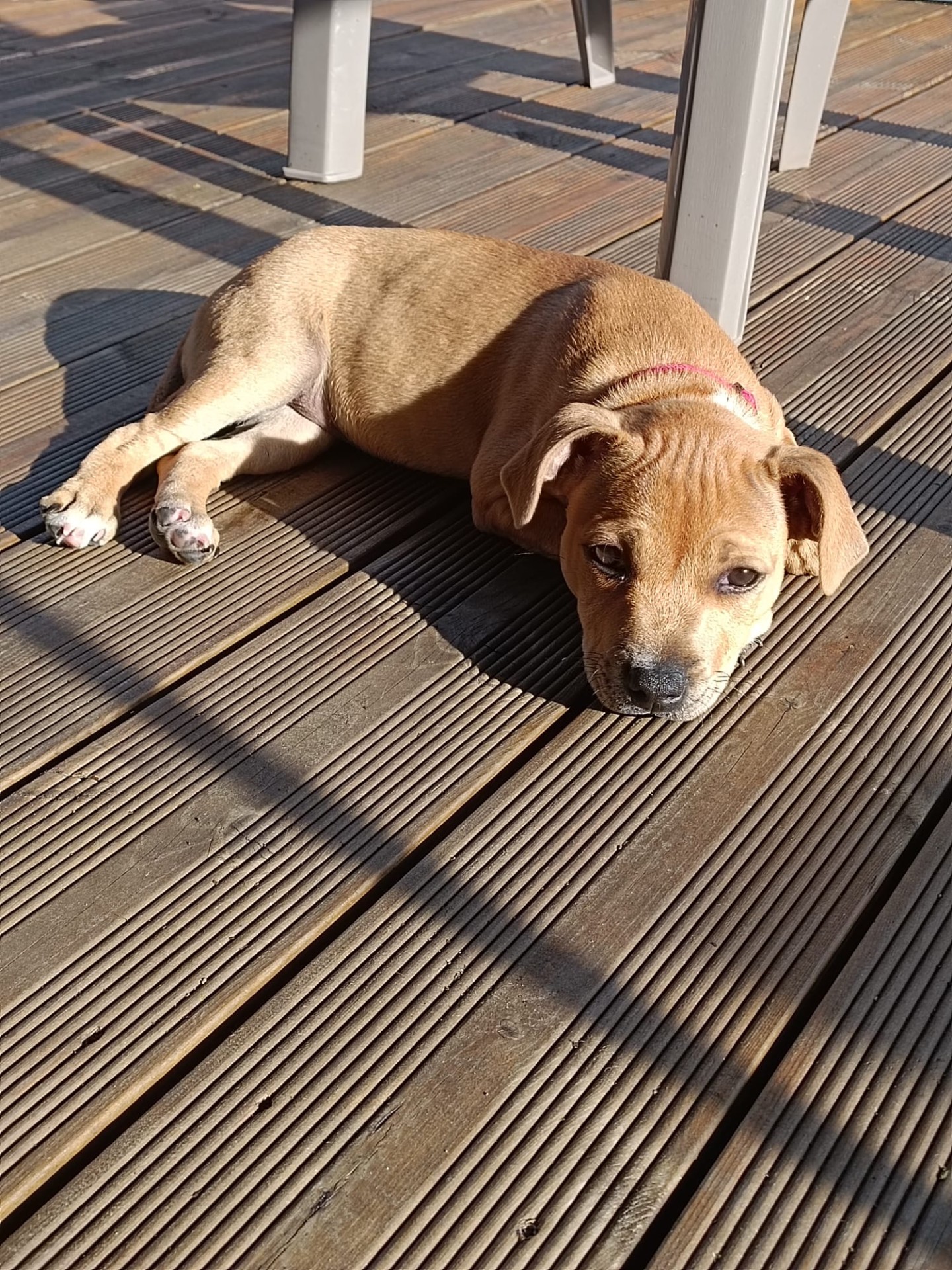 staffy's du grand nord