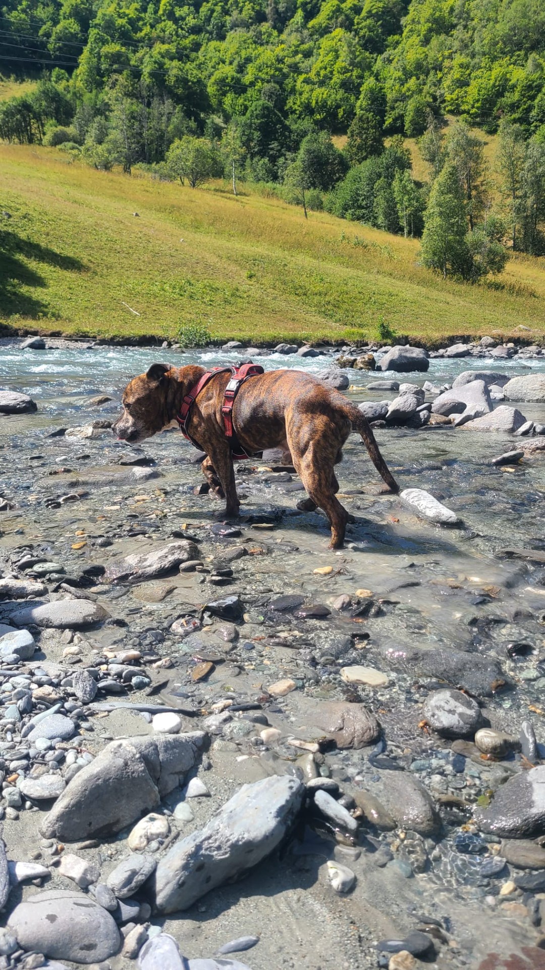 staffy's du grand nord