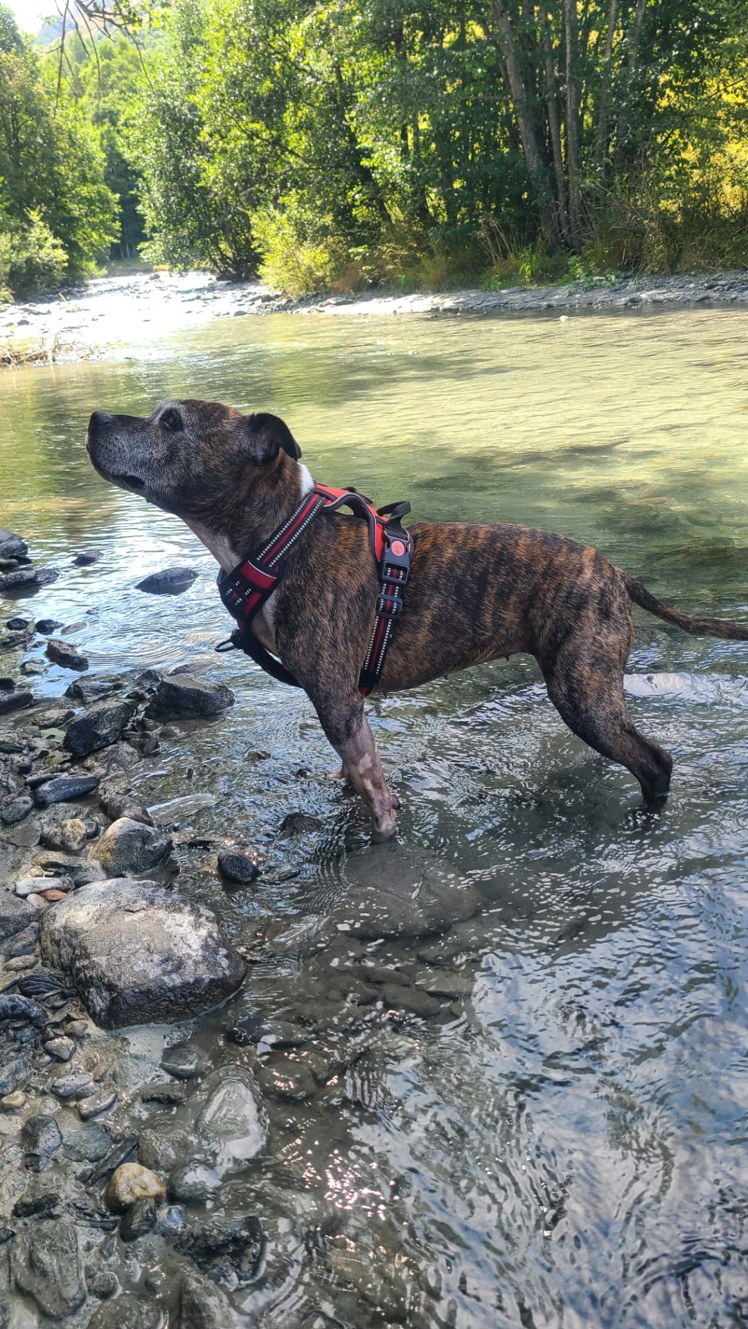 staffy's du grand nord