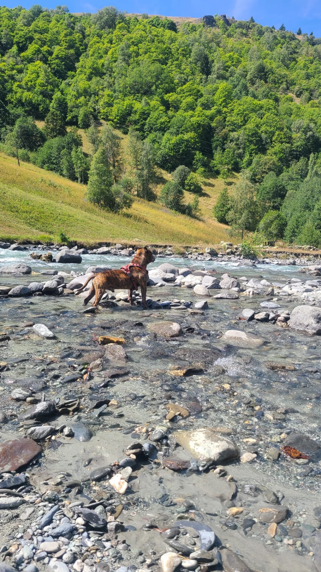 staffy's du grand nord