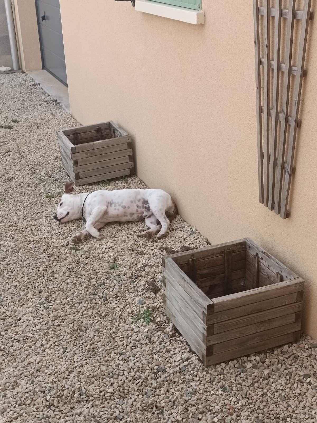 staffy's du grand nord