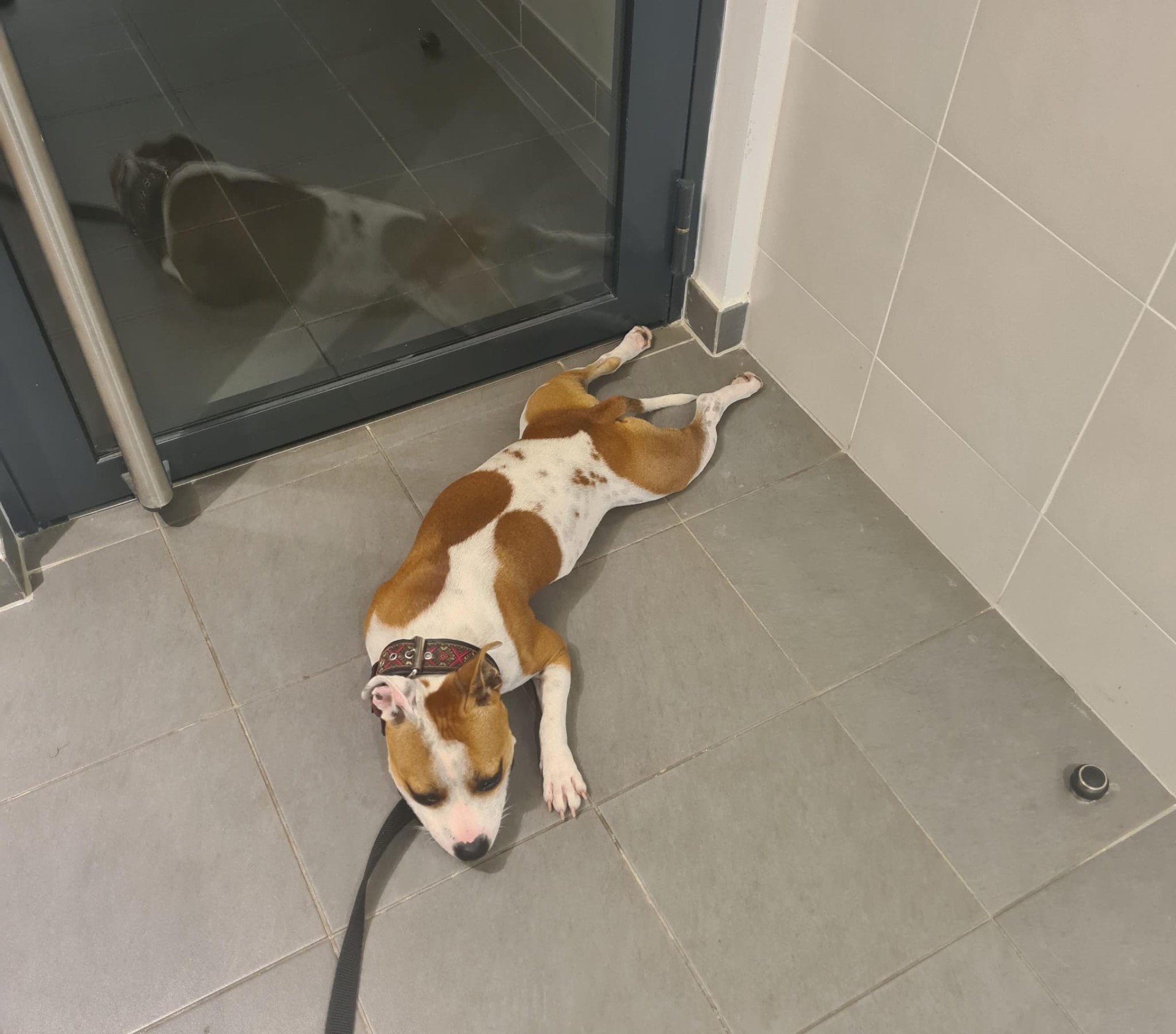 staffy's du grand nord
