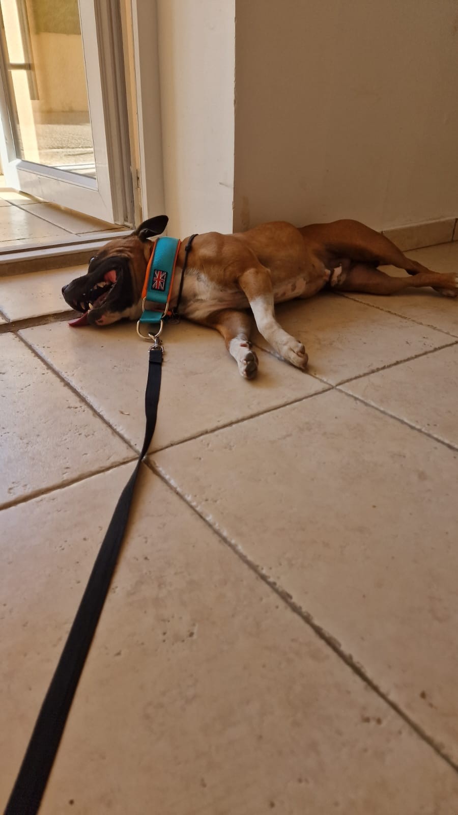 staffy's du grand nord