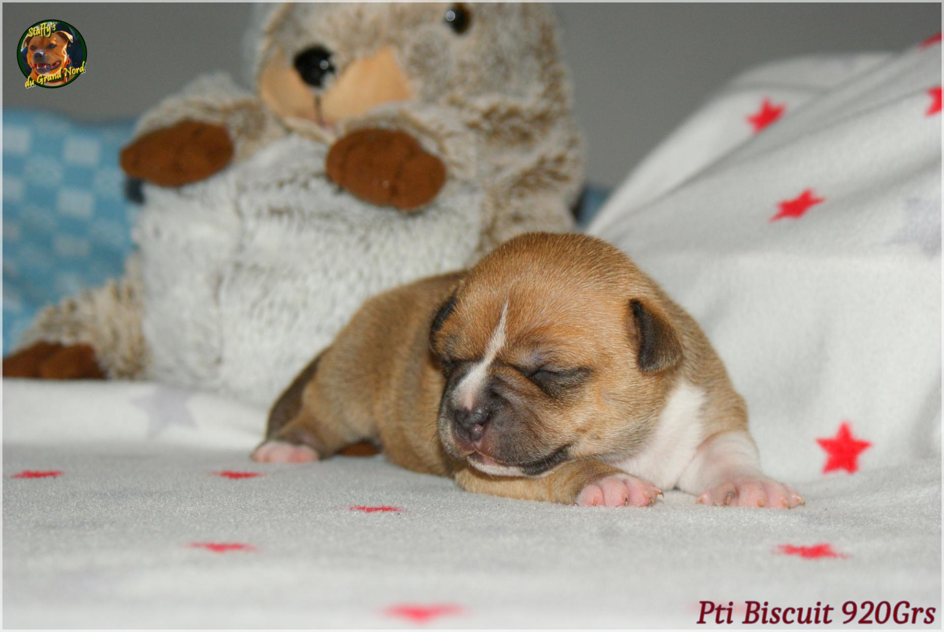 Chiot staffordshire bull terrier 