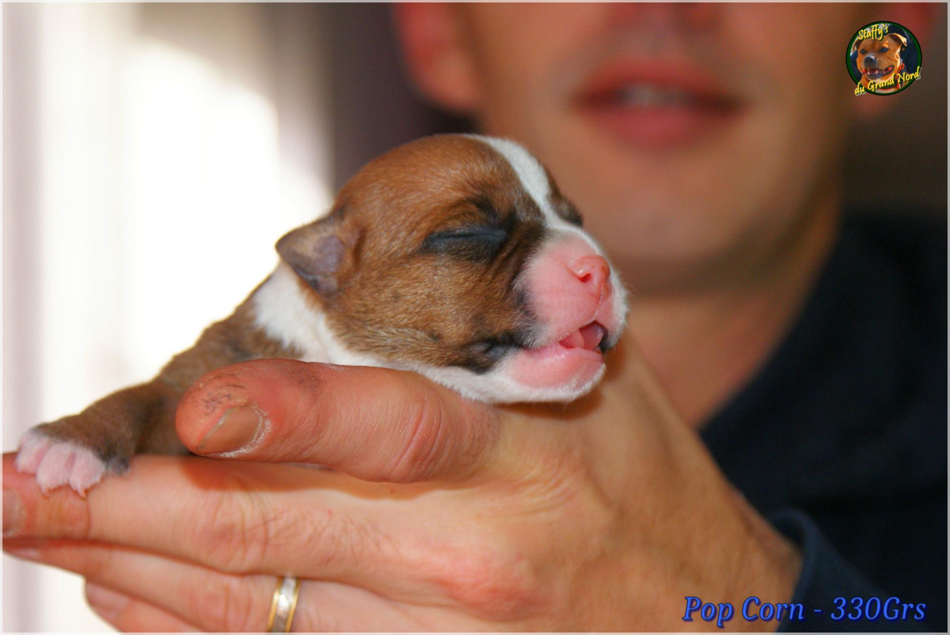 Chiots Staffie