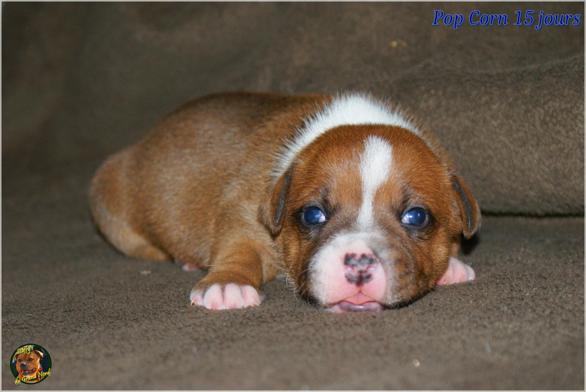 Chiots Staffie