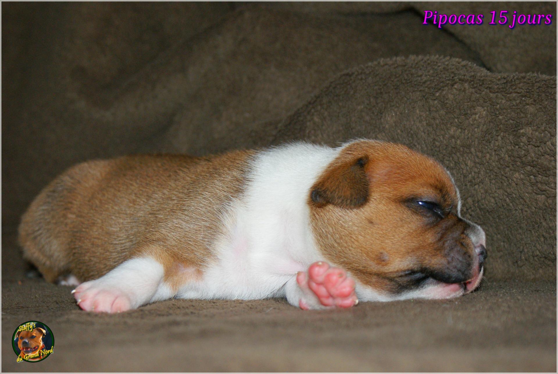 Chiots Staffie