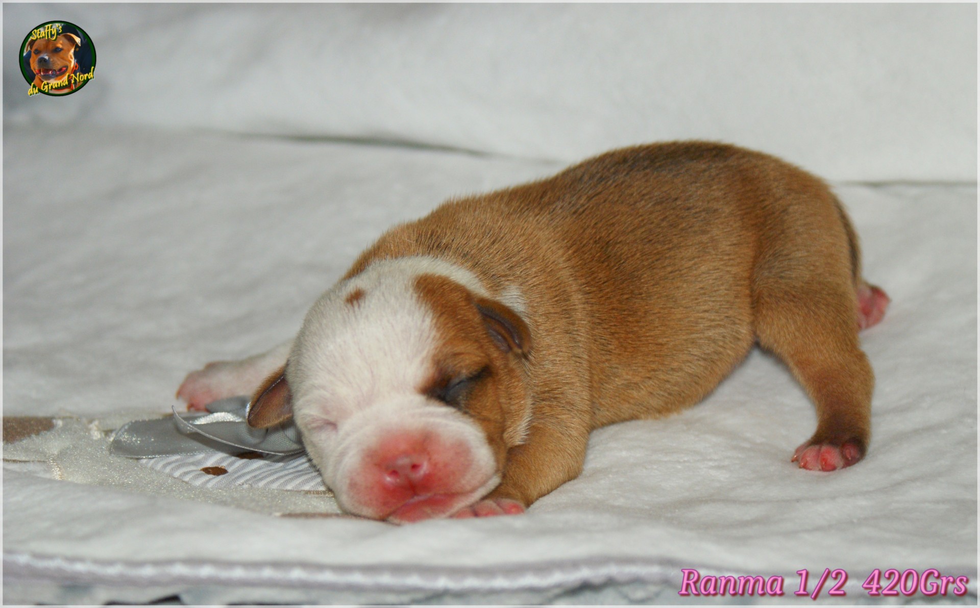 Chiot staffordshire bull terrier 