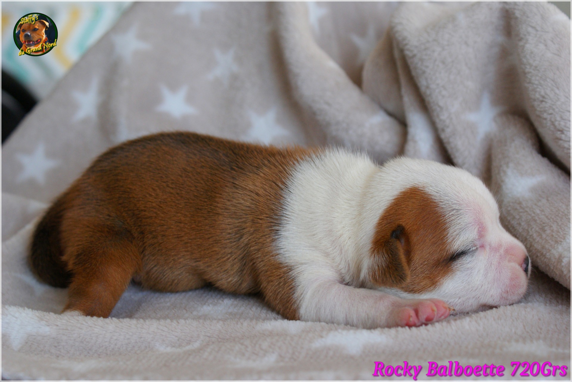 Chiot staffordshire bull terrier