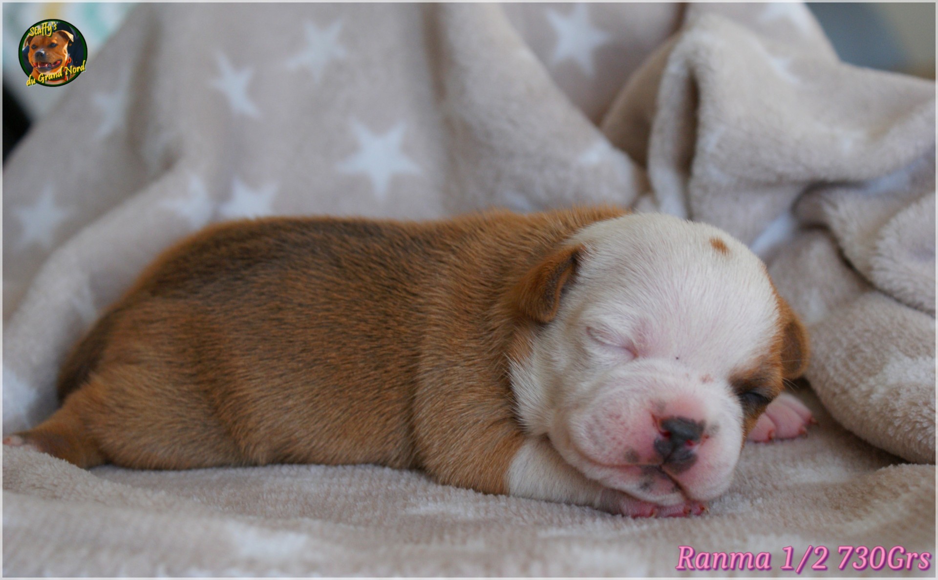 Chiot staffordshire bull terrier