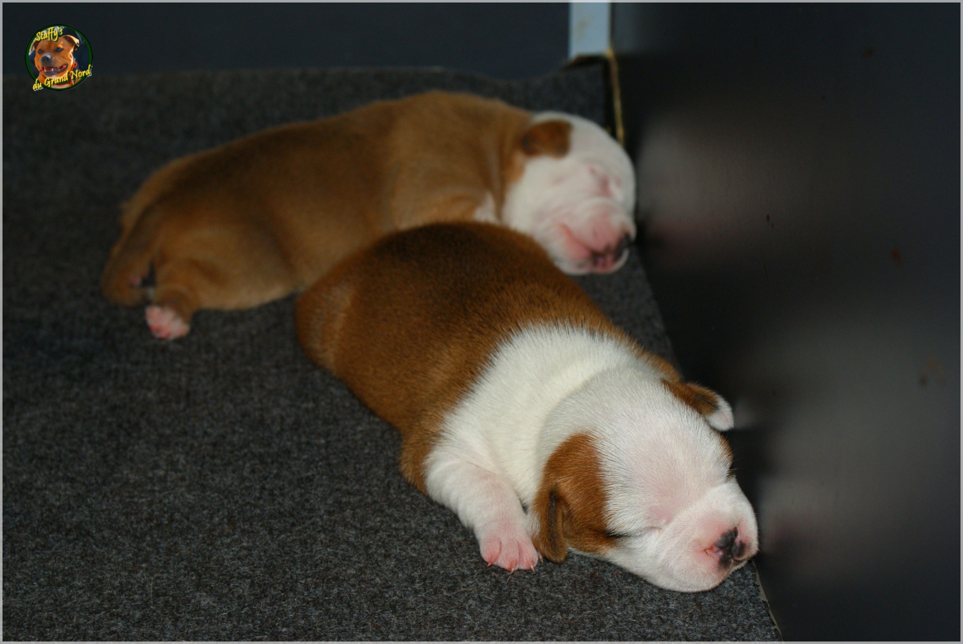 Chiot staffordshire bull terrier