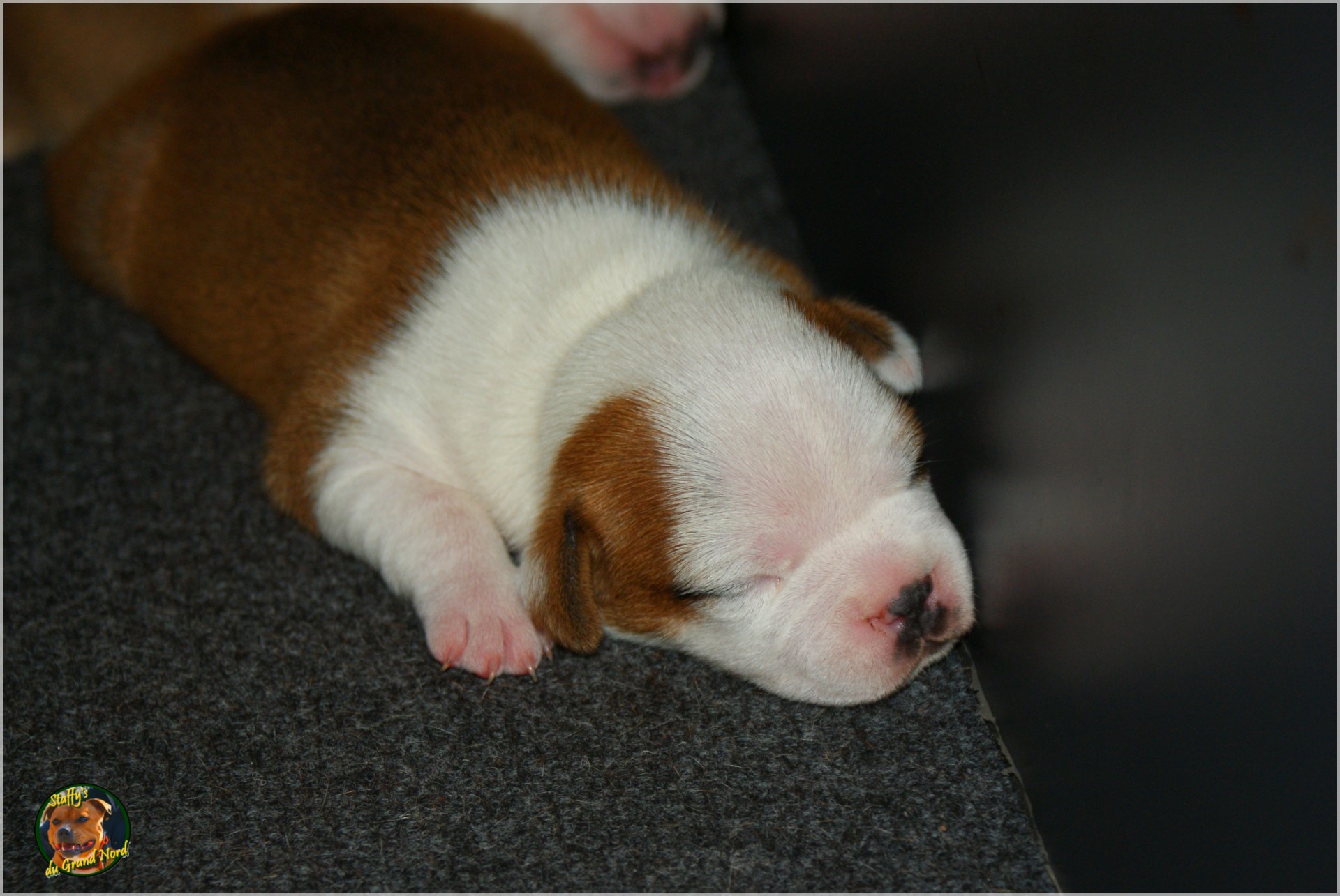 Chiot staffordshire bull terrier