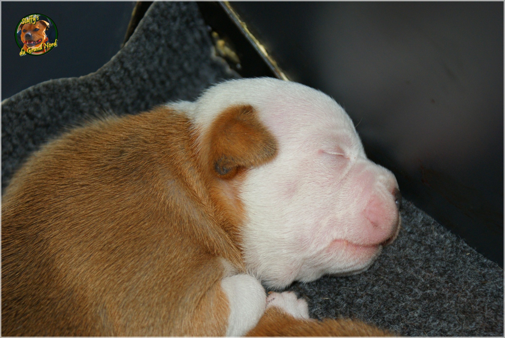 Chiot staffordshire bull terrier