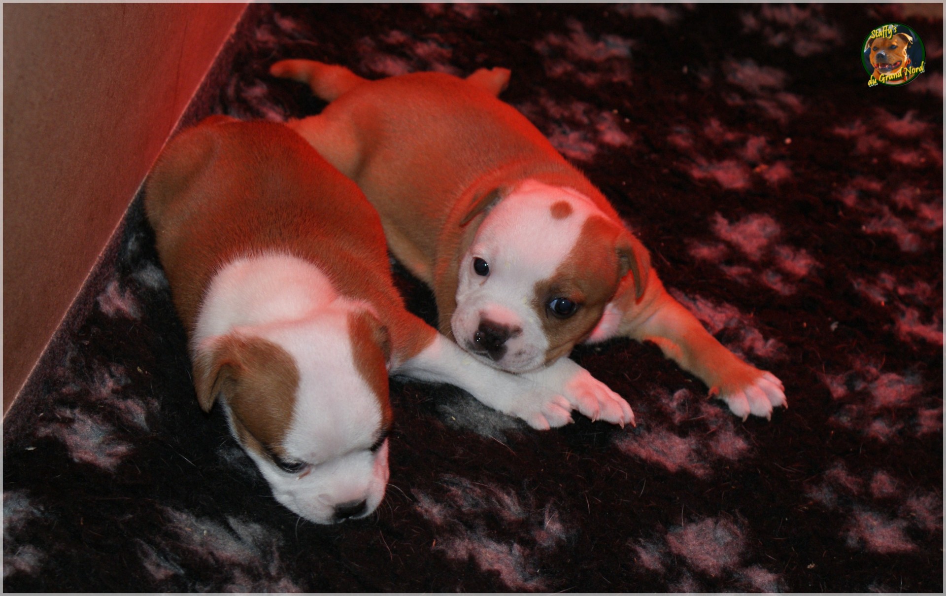 Chiot staffordshire bull terrier un mois