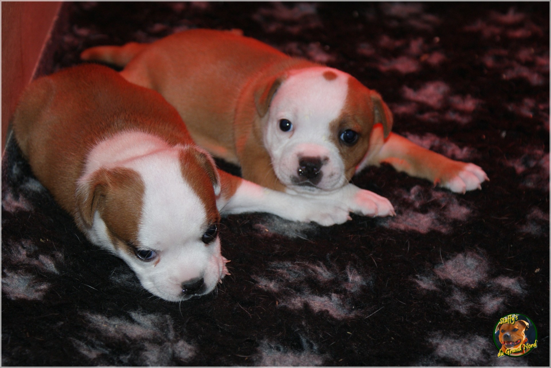 Chiot staffordshire bull terrier un mois