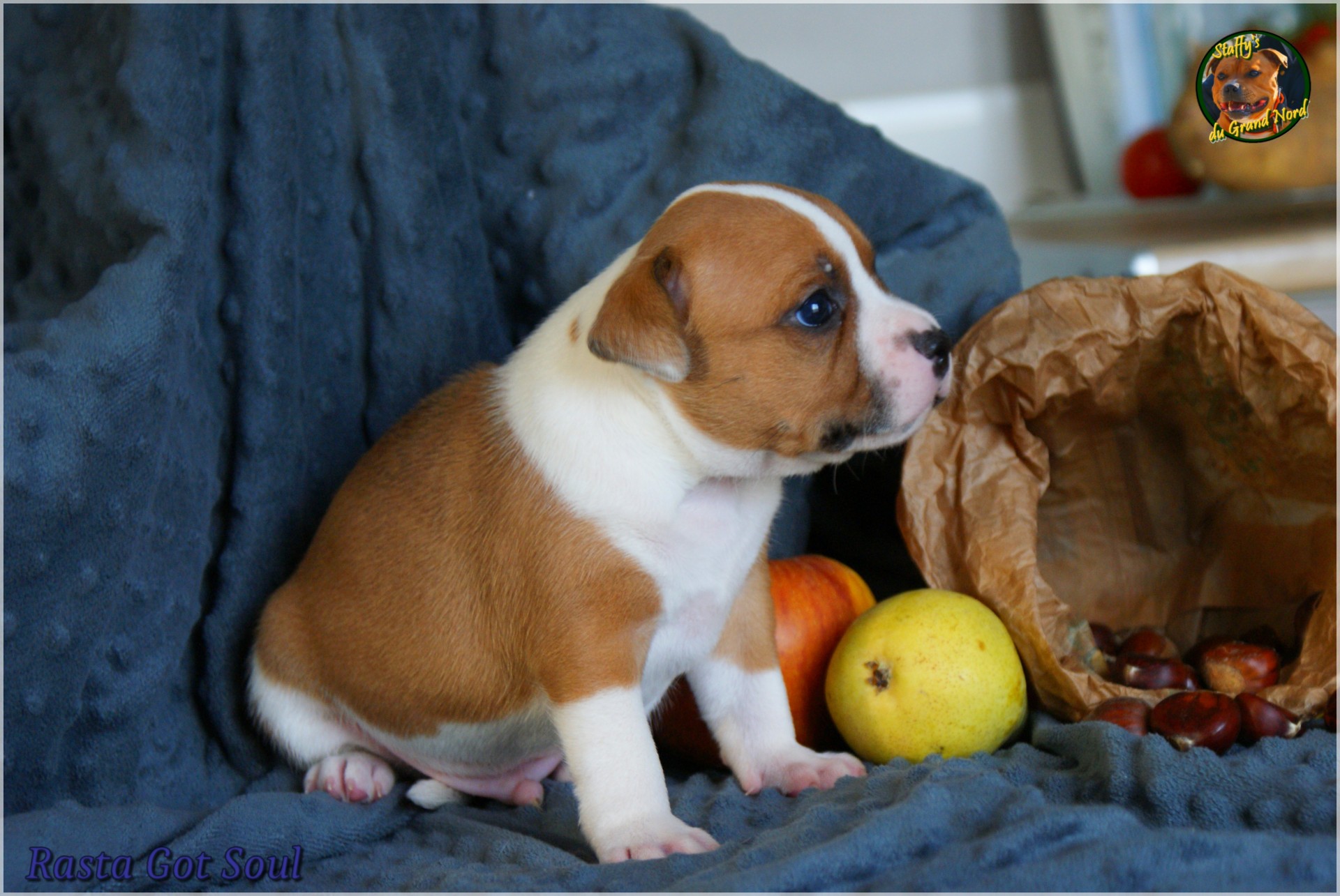 Chiot staffordshire bull terrier