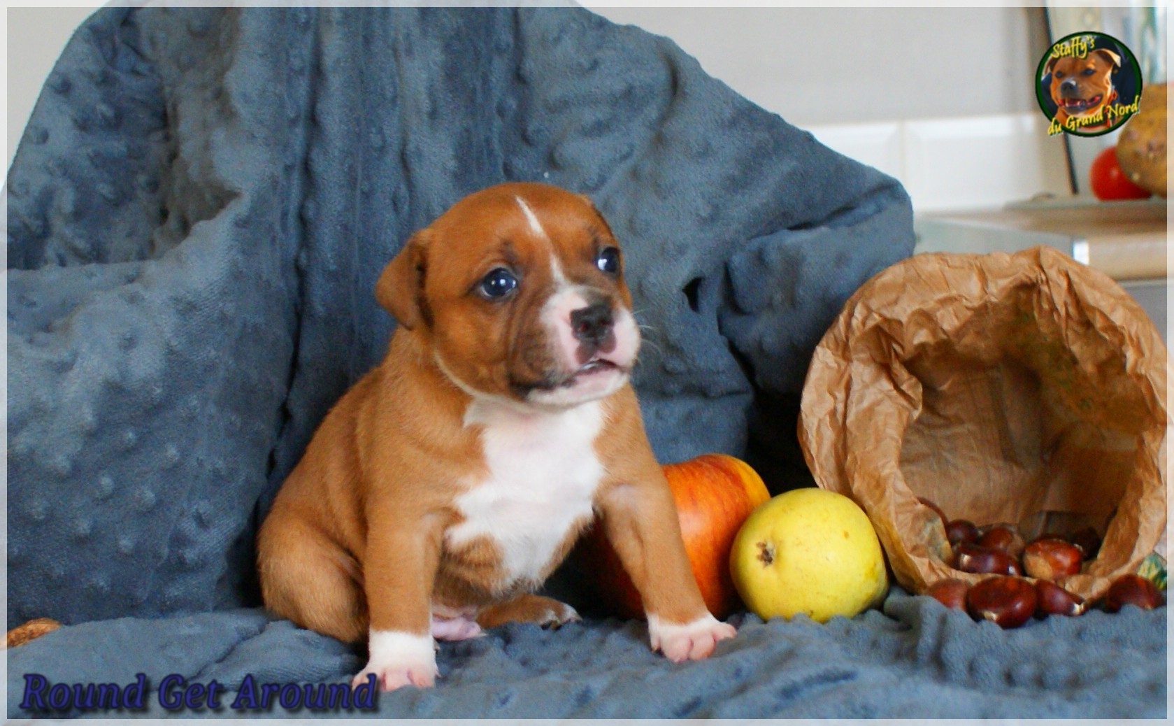 Chiot staffordshire bull terrier