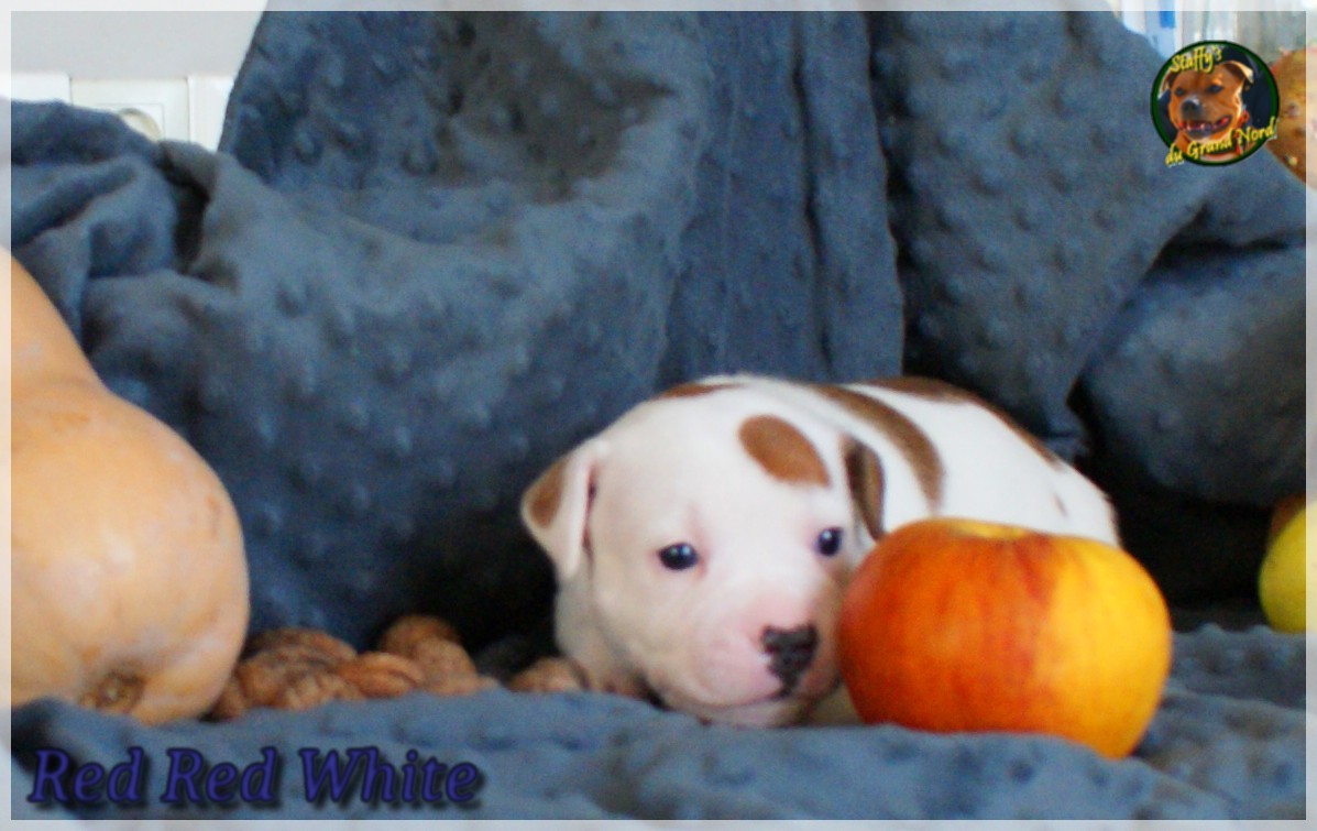 Chiot staffordshire bull terrier