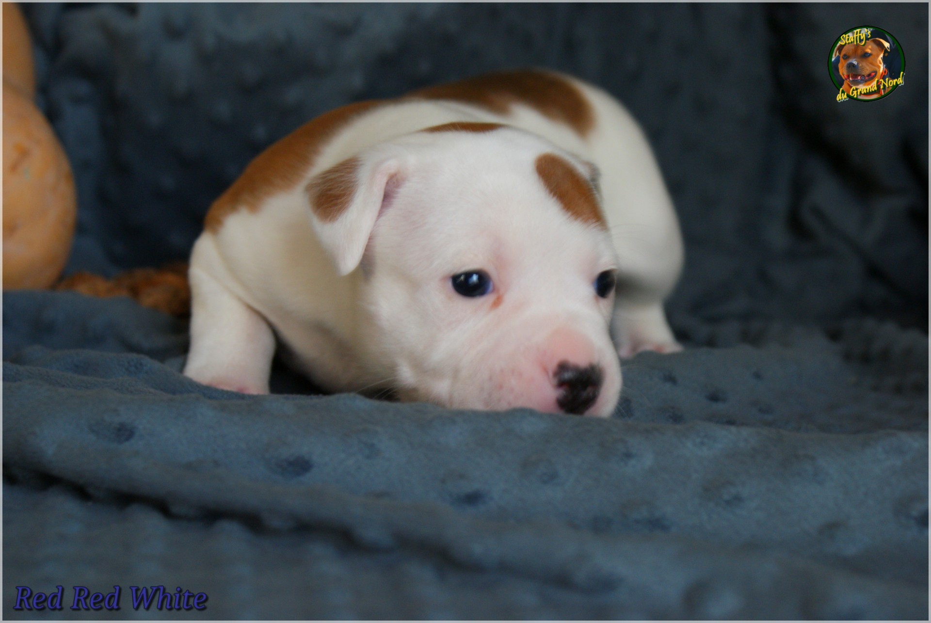Chiot staffordshire bull terrier