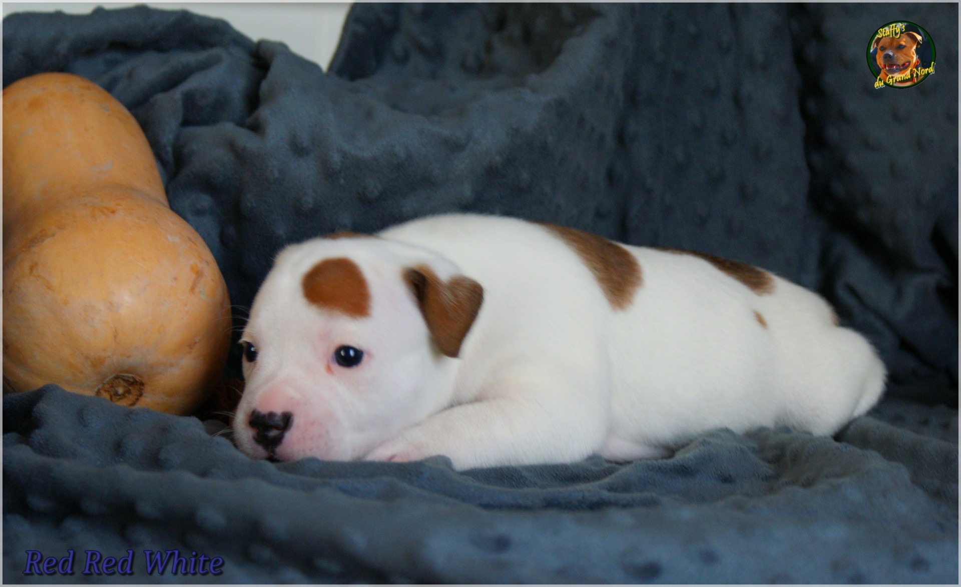 Chiot staffordshire bull terrier