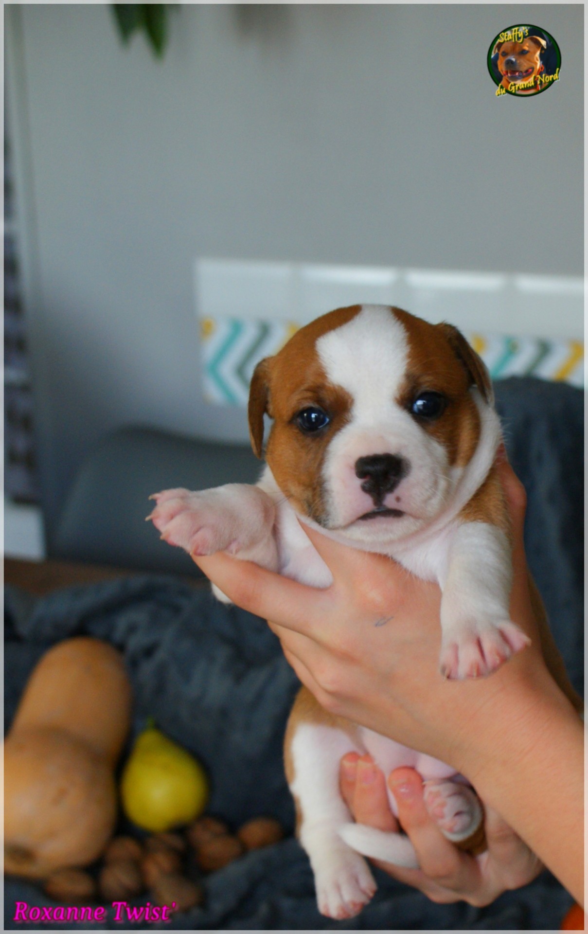 Chiot staffordshire bull terrier