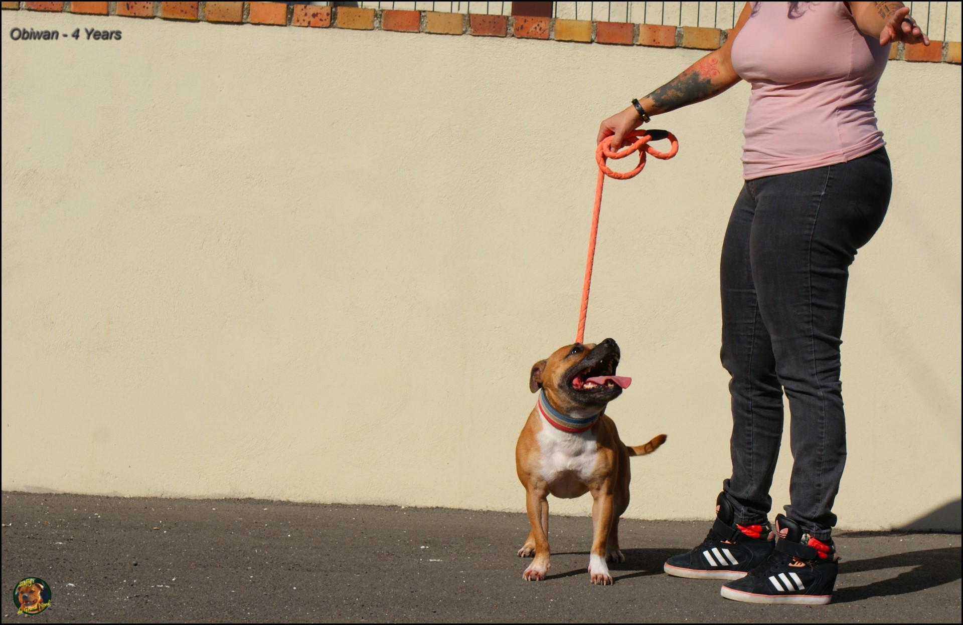 Obiwan staffy's du grand nord