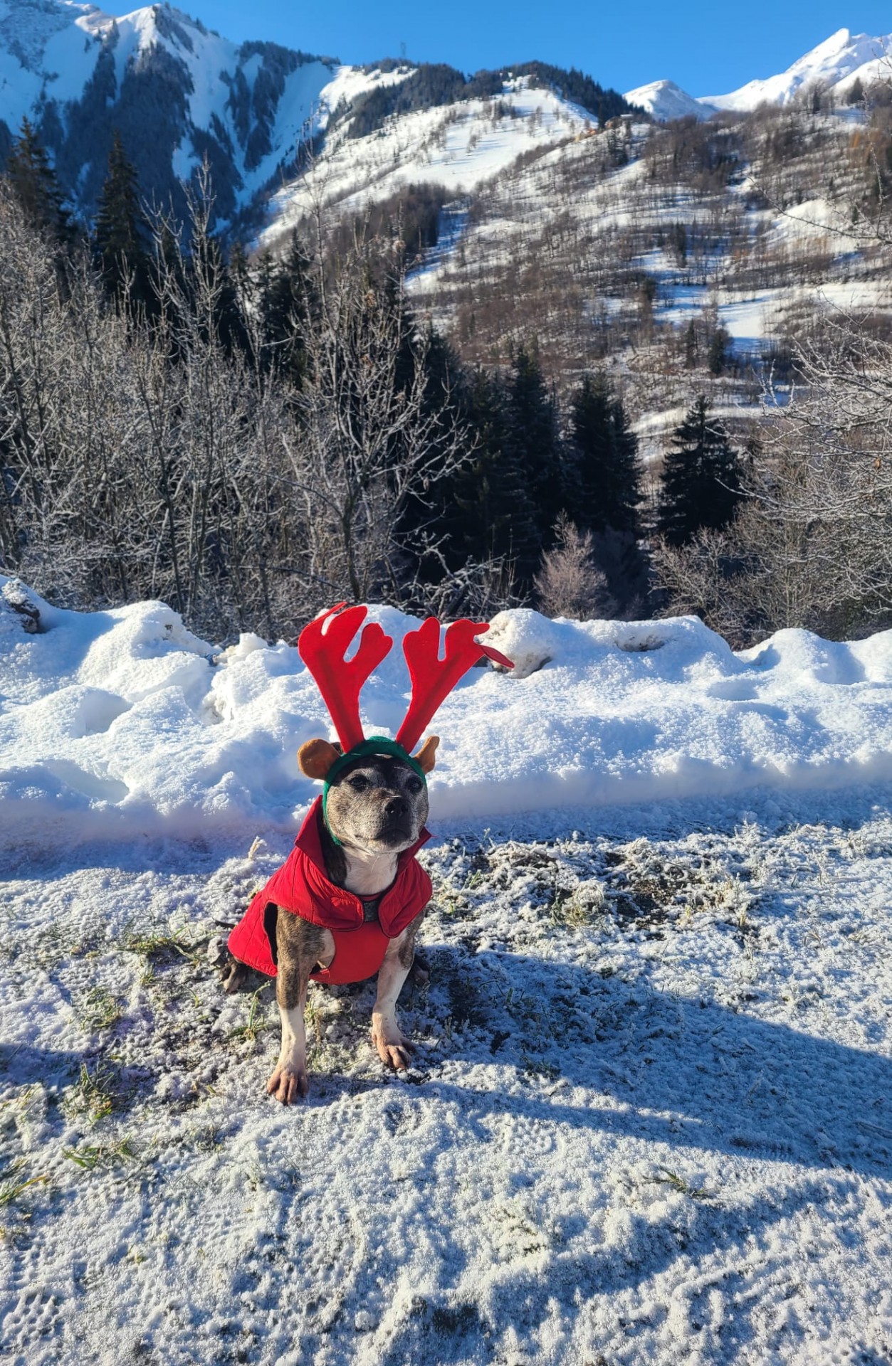 Les staffy's du Grand Nord 