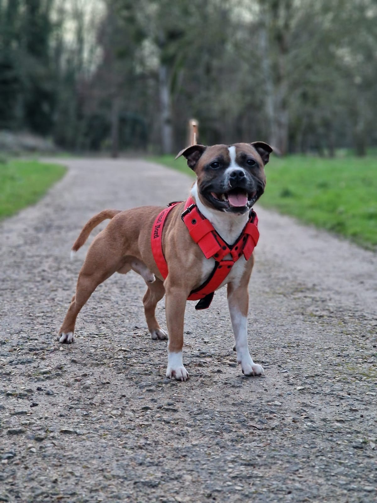 Staffy's du Grand Nord 