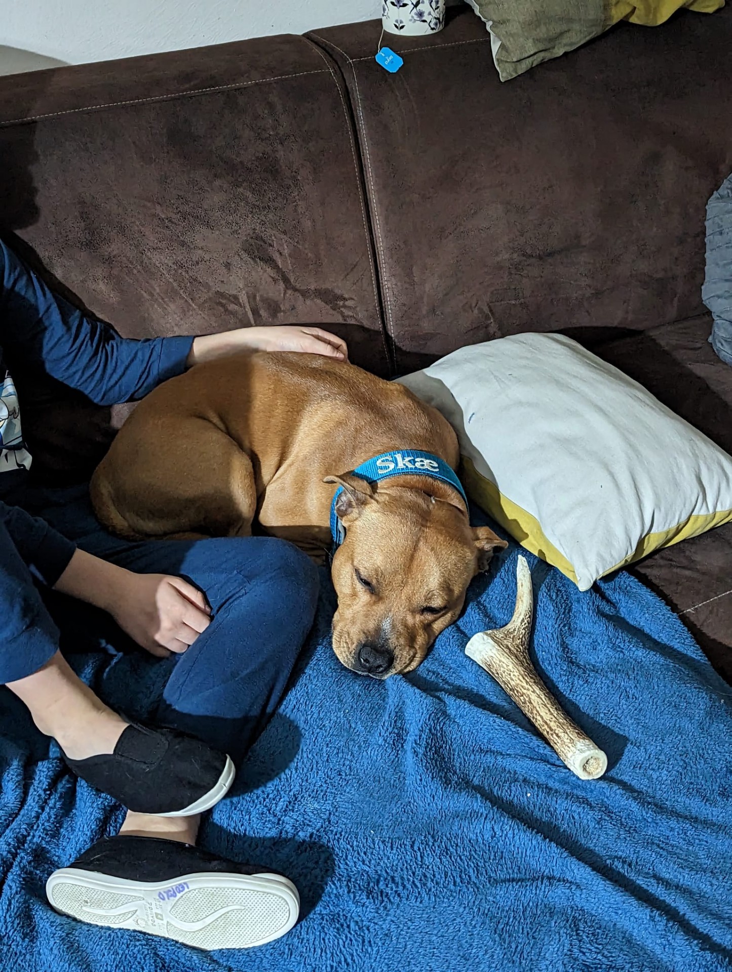 Staffy's du Grand Nord 