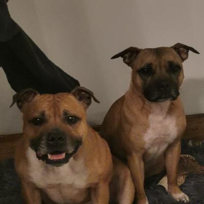 Staffy's du grand nord
