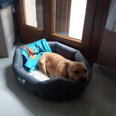 Staffy's du grand nord